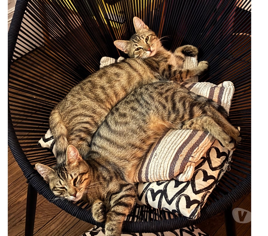 Don animaux Rhône Lyon - Photos Vivastreet BUNNY, chaton curieux et gourmand