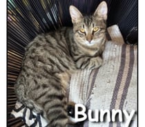 Photos Vivastreet BUNNY, chaton curieux et gourmand
