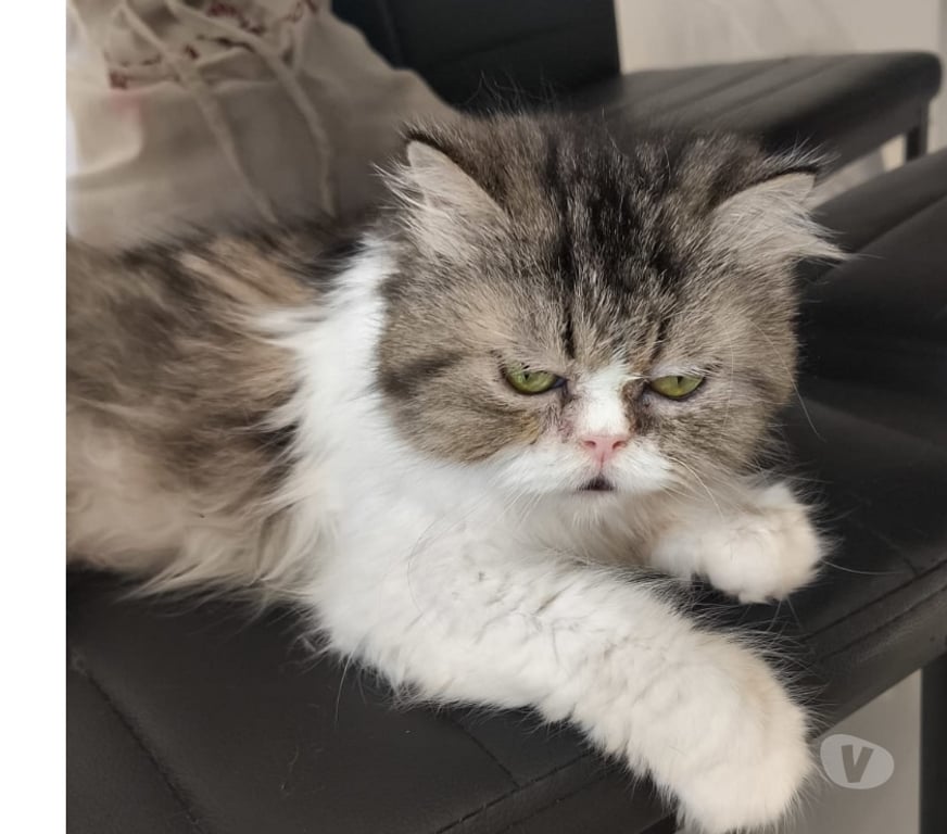 Don animaux Val-d'Oise Soisy sous Montmorency - 95230 - Photos Vivastreet BIBI, chatte persane à adopter