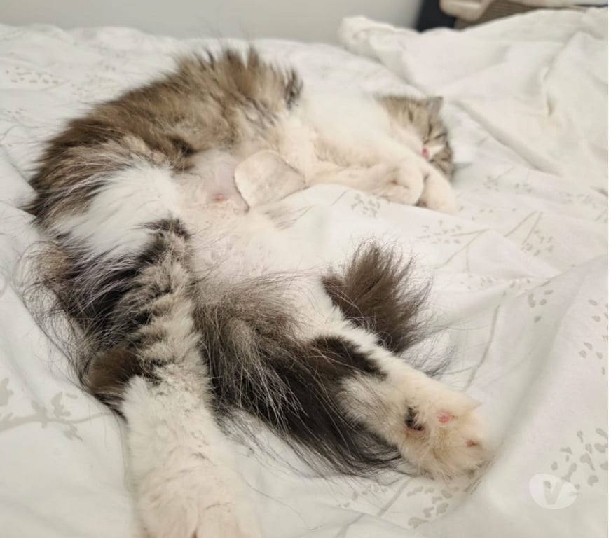 Don animaux Val-d'Oise Soisy sous Montmorency - 95230 - Photos Vivastreet BIBI, chatte persane à adopter