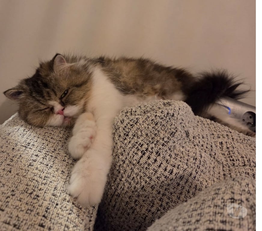 Don animaux Val-d'Oise Soisy sous Montmorency - 95230 - Photos Vivastreet BIBI, chatte persane à adopter