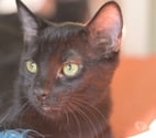 Soisy sous Montmorency - Val-d'Oise — BUCHERON, à adopter