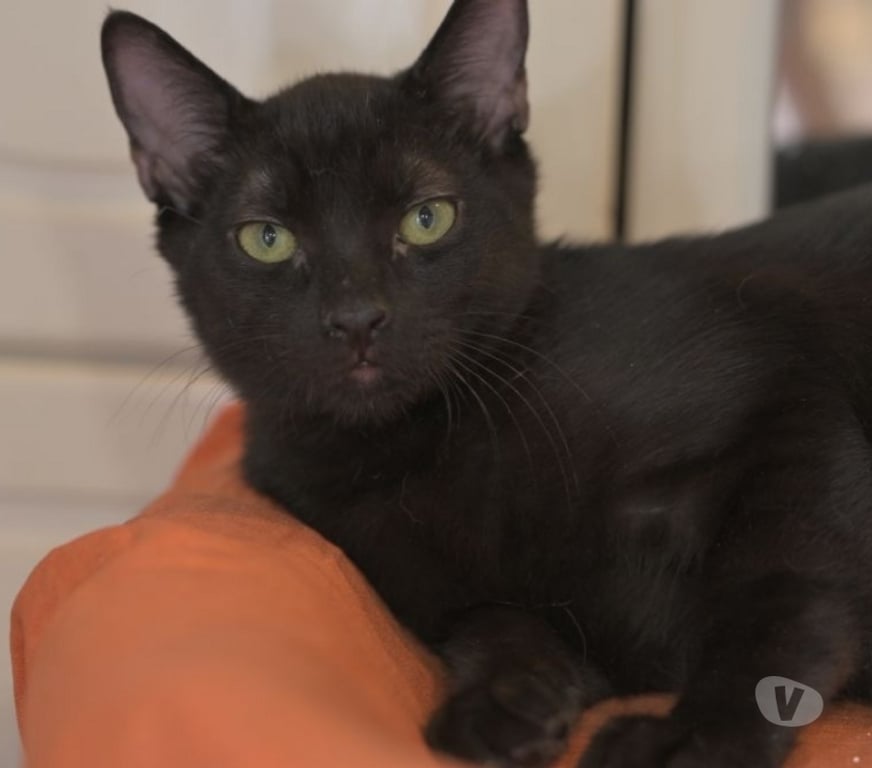 Don animaux Val-d'Oise Soisy sous Montmorency - 95230 - Photos Vivastreet BUCHERON, à adopter