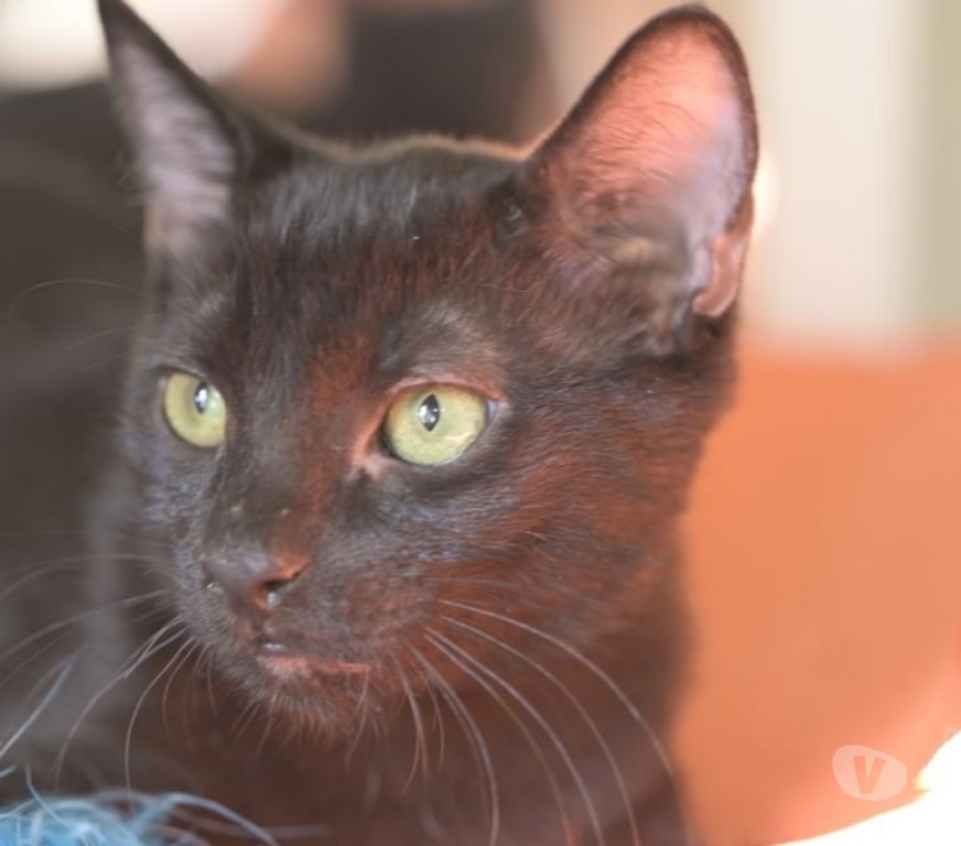 Don animaux Val-d'Oise Soisy sous Montmorency - 95230 - Photos Vivastreet BUCHERON, à adopter