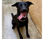 Beziers - Hérault — BERENICE, chienne croisée labrador noire, 1 an non lof