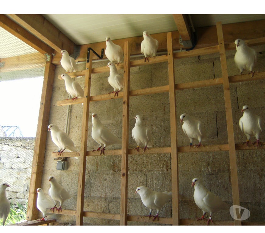 Vente Seine-et-Marne Bagneaux sur Loing - 77167 - Photos Vivastreet Pigeons reproducteurs hubbell blanc