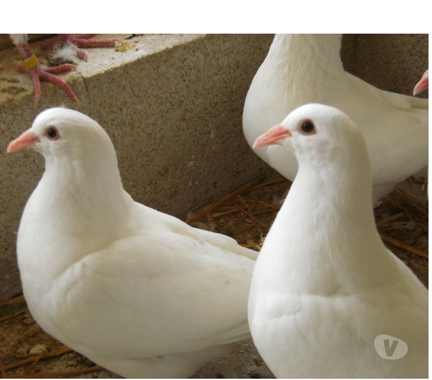 Vente Seine-et-Marne Bagneaux sur Loing - 77167 - Photos Vivastreet Pigeons reproducteurs hubbell blanc