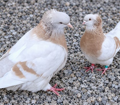 Vente animaux Asnieres Villette d'Anthon - Photos Vivastreet Pigeon Sottobanca