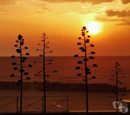 location saisonniere Le Barcares Pyrénées-Orientales - Photos Vivastreet VACANCES Pieds dans l'Eau !!!...