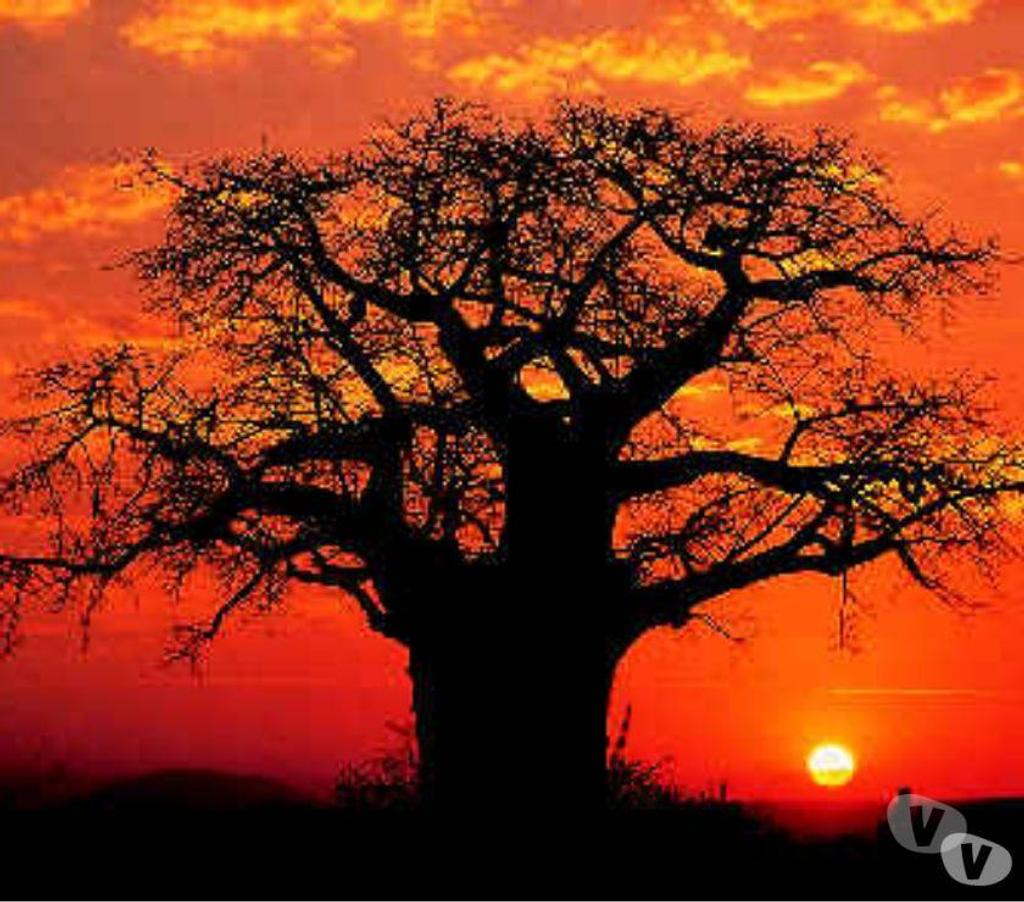 Massages Yvelines Versailles - 78000 - Photos Vivastreet ORGERUS - MASSAGE BIEN - ETRE AFRICAIN DE GRANDE QUALITE 