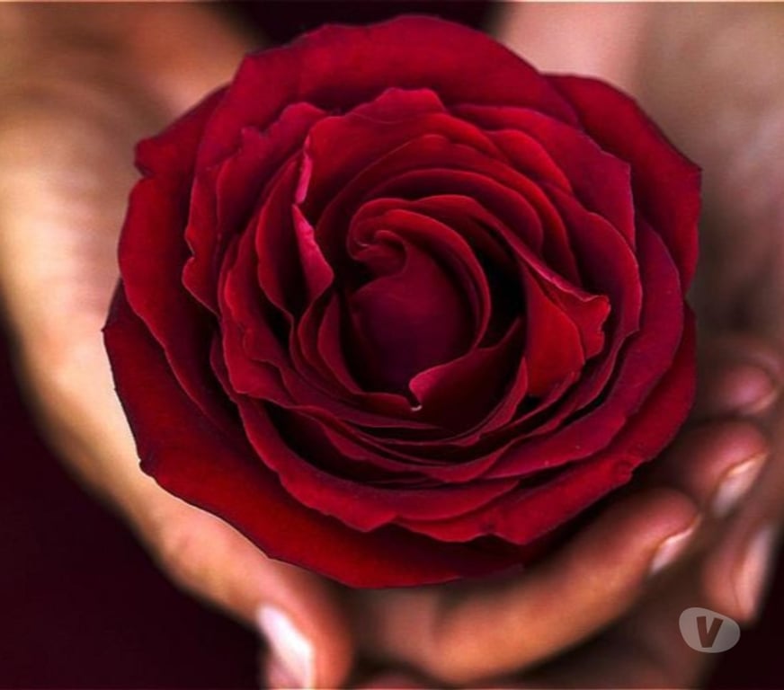 Escorts West Midlands Birmingham - Photos for Lovely Bhavani - holistic treatments