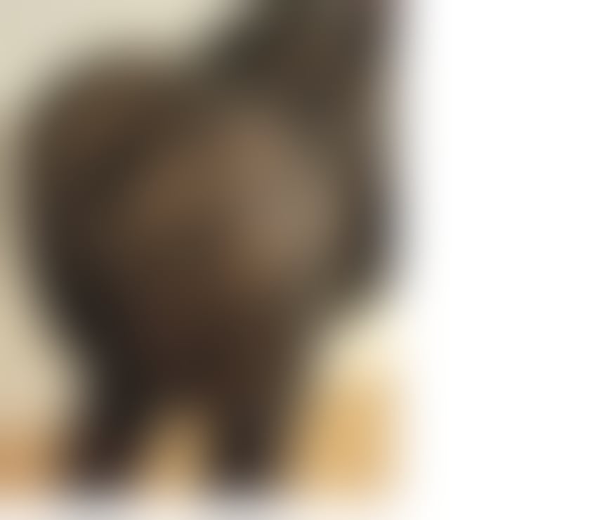 Escorts West Midlands Coventry - Photos for BumBum BBW AFRICAN QUEEN