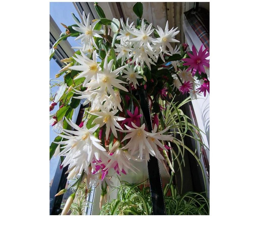 Full body massage Greater Manchester Bolton - Photos for Thip Tawan Thai Massage - Bolton - open daily