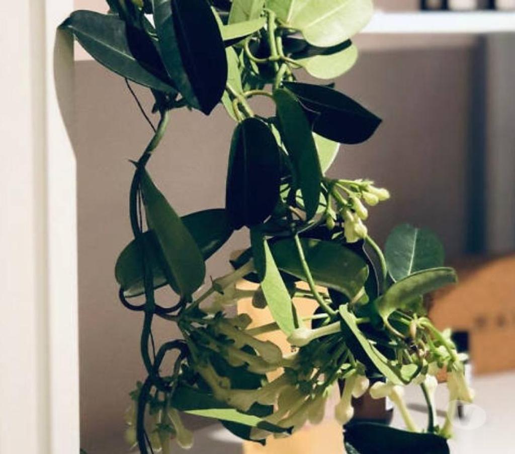 Full body massage Central London Piccadilly Circus - Central London - Photos for Profesional Swedish Massage in London.MaleTherapist.Outcall 