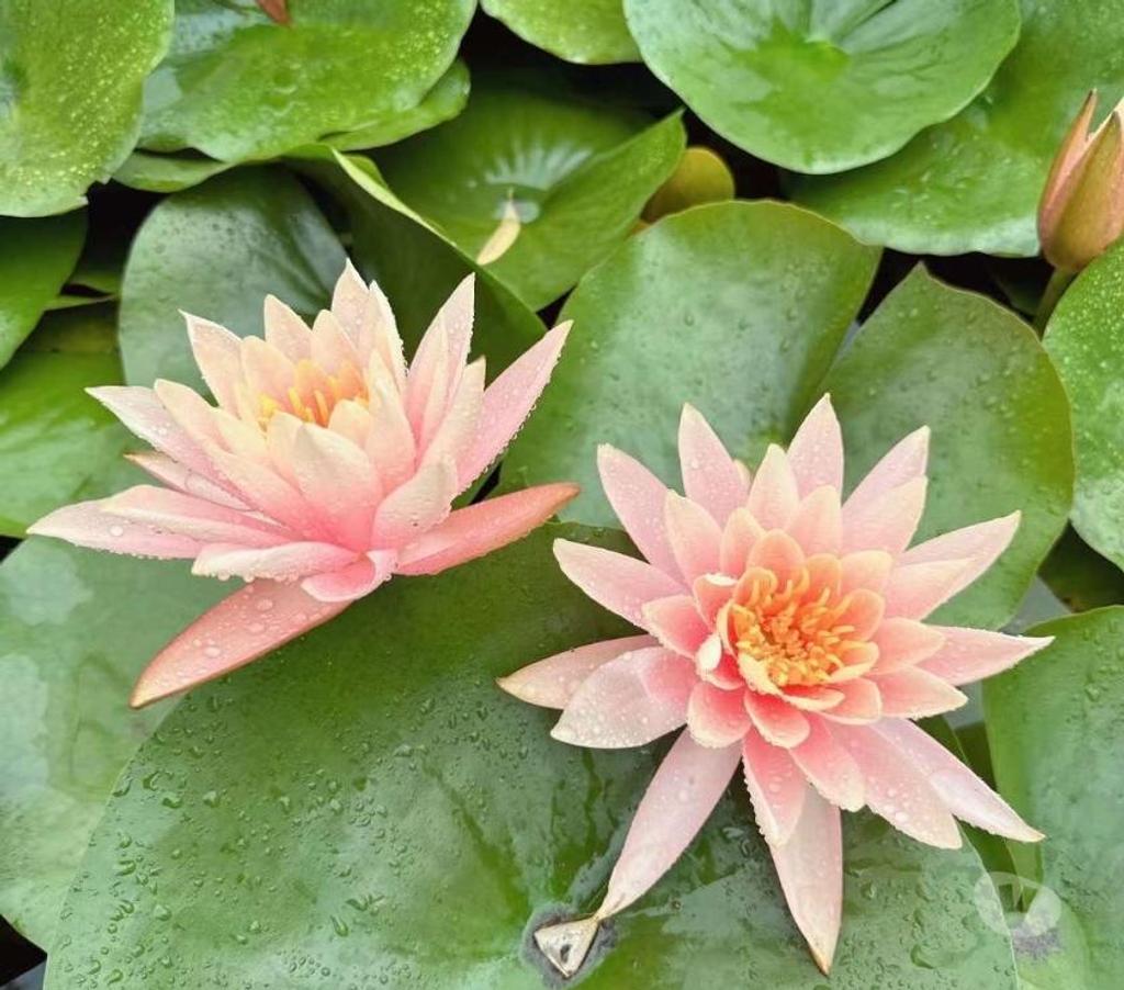 Escorts East Sussex Brighton - Photos for Massage in Brighton