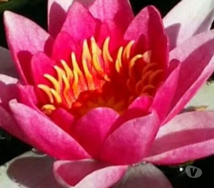 Escorts Highland Inverness Business & Retail Park - Highland - Photos for FULL BODY MASSAGE INVERNESS