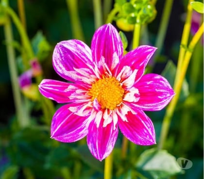 Massage Tottenham Hale North London - Photos for Professional massage therapist