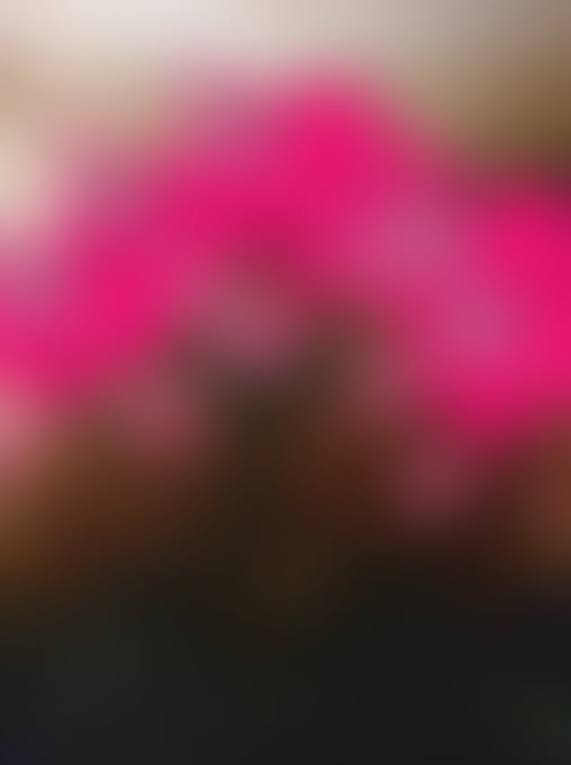 Escorts Merseyside Liverpool - 