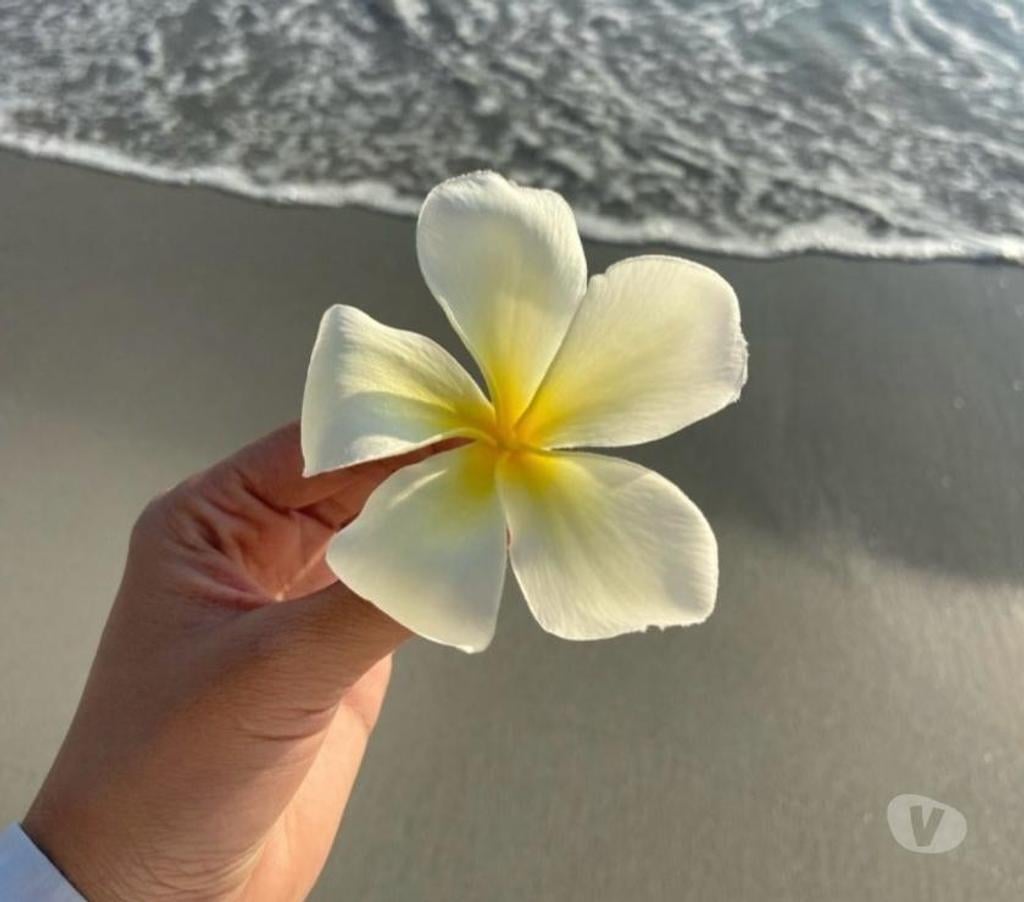 Full body massage East London Leytonstone - East London - Photos for Anna Thai massage