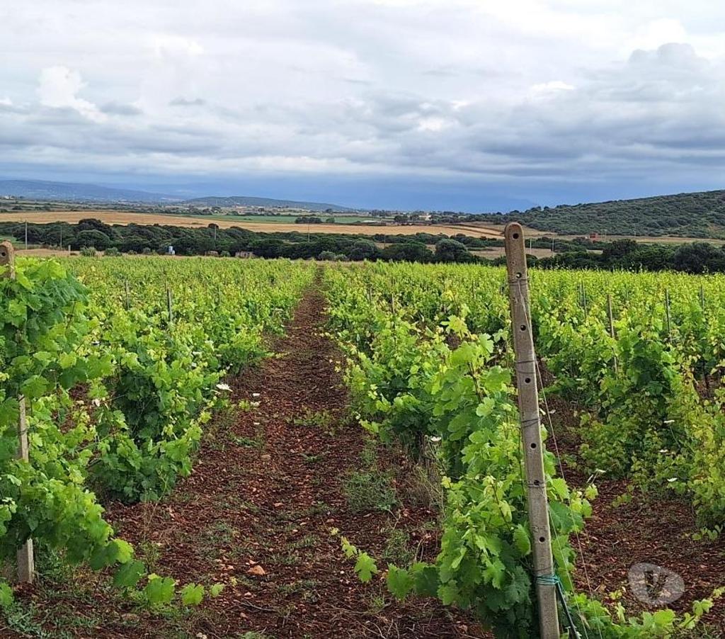 Land For Sale Abroad - Photos for Wine and olive oil farm