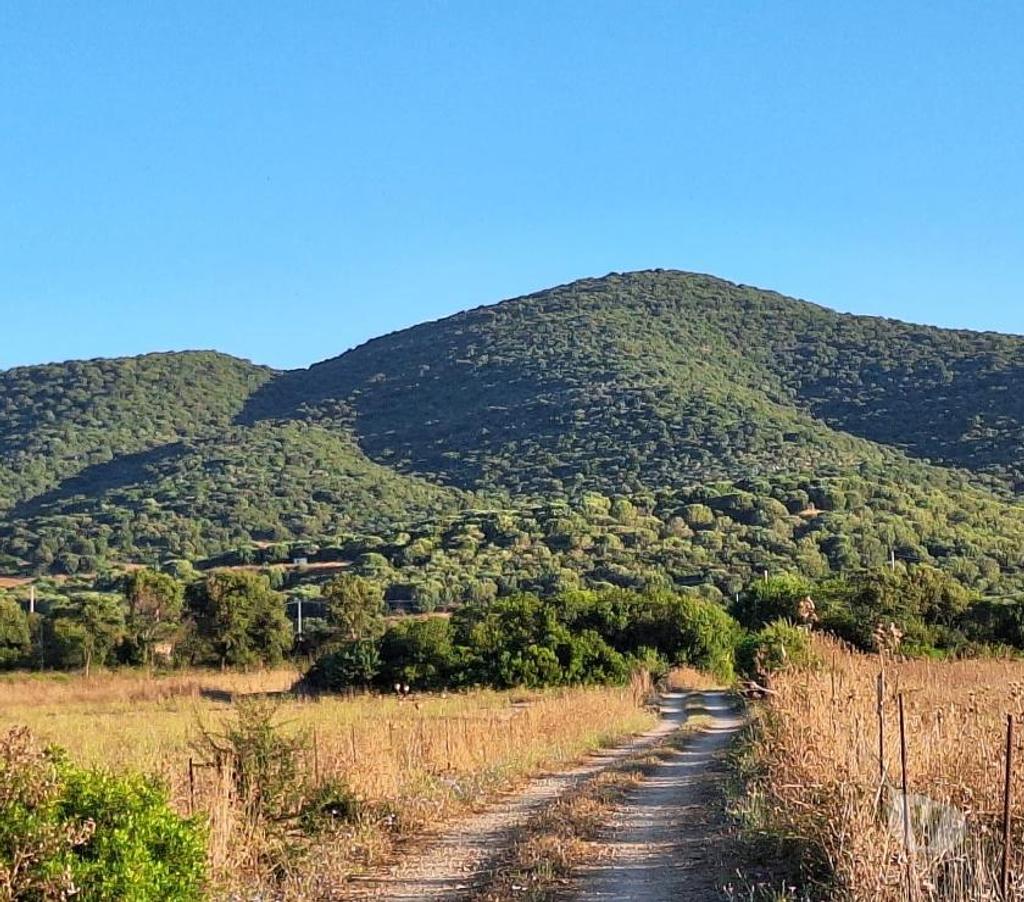 Land For Sale Abroad - Photos for Wine and olive oil farm