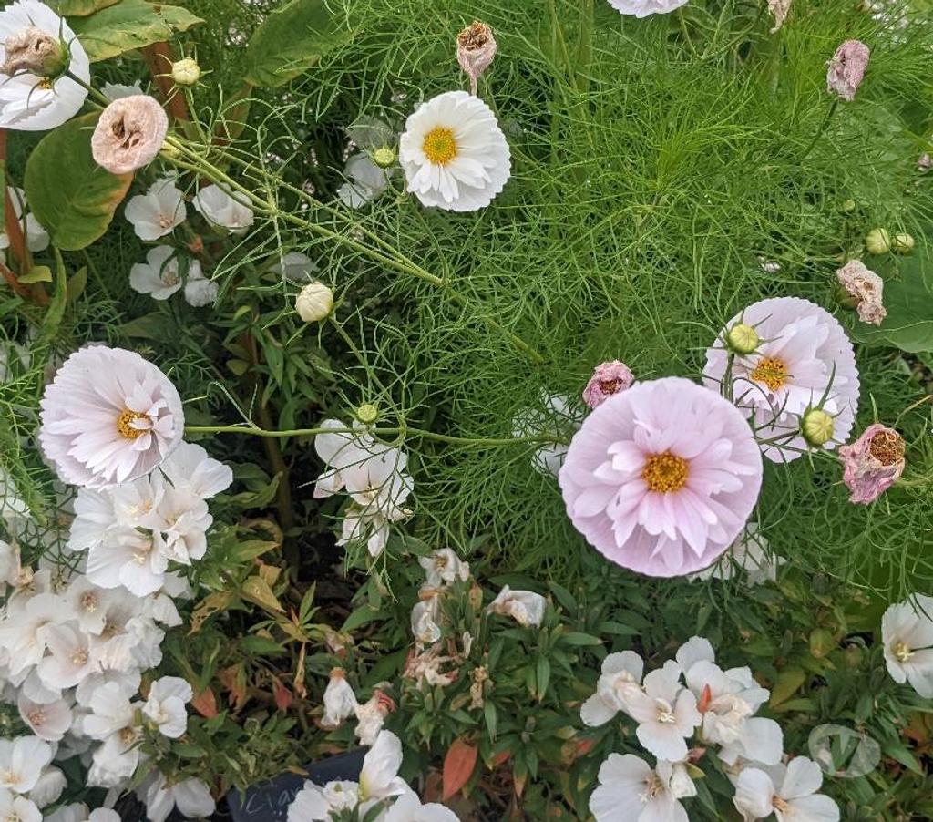 Other Services East Sussex Lewes - Photos for Local affodable experienced Garden Landscaper