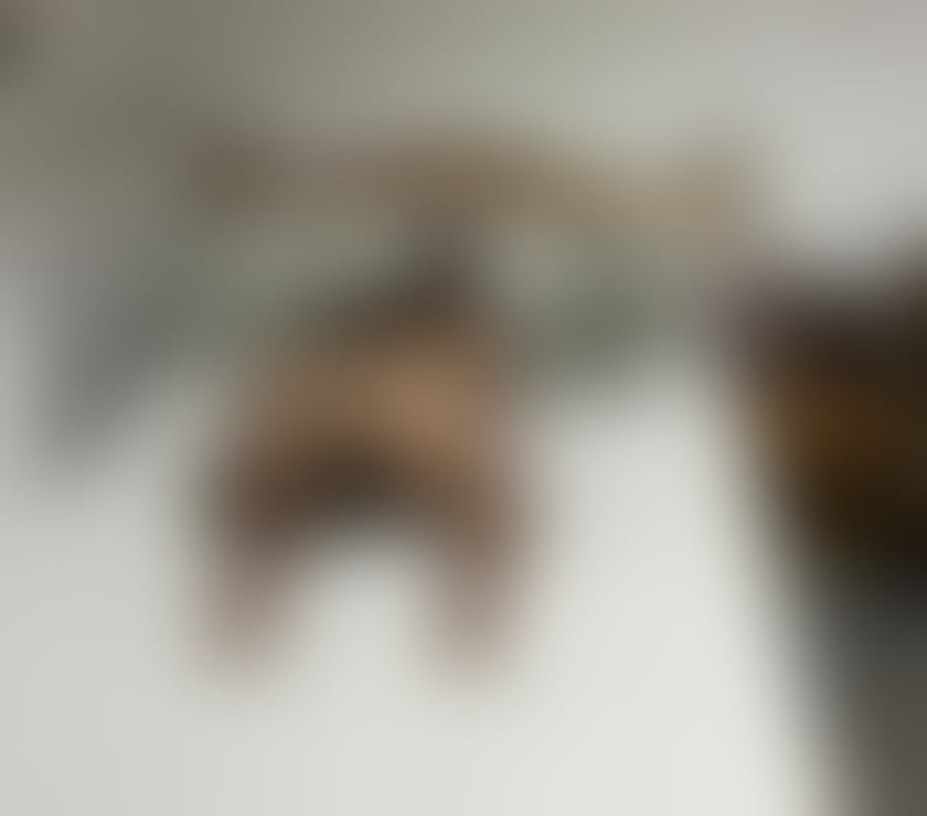 Escorts Bedfordshire Luton - Photos for Marya now luton