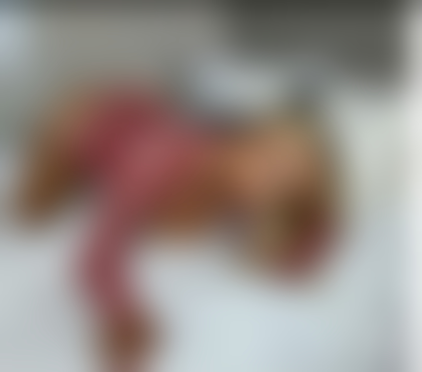 Escorts West Midlands Wolverhampton - Photos for 🌺♥️best party Girl rania❗️❤️