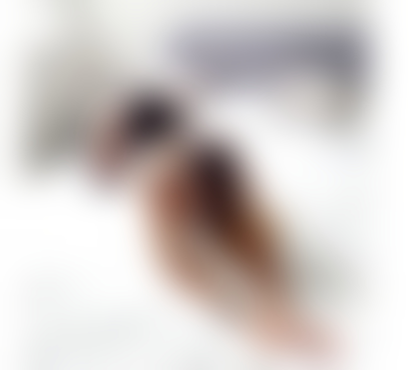 Trans Escorts Nottinghamshire Bassetlaw - Photos for NATASHA TS NEW IN TOWN ONLY OUTCALLS