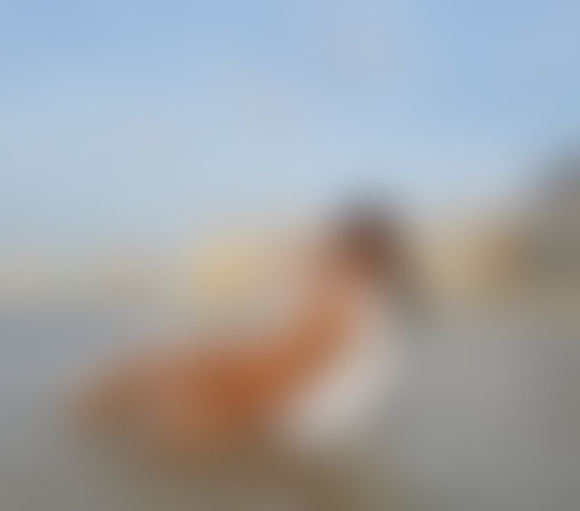 Escorts Edinburgh Edinburgh - Edinburgh - Photos for Sara 100% real, new in town