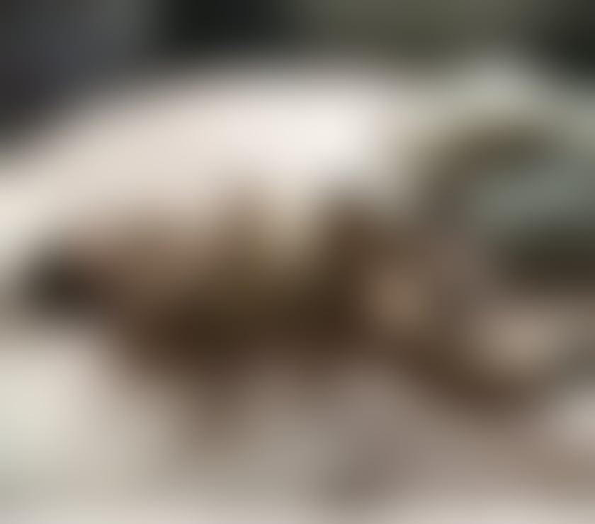 Escorts Bedfordshire Luton - Photos for Dallow road 400