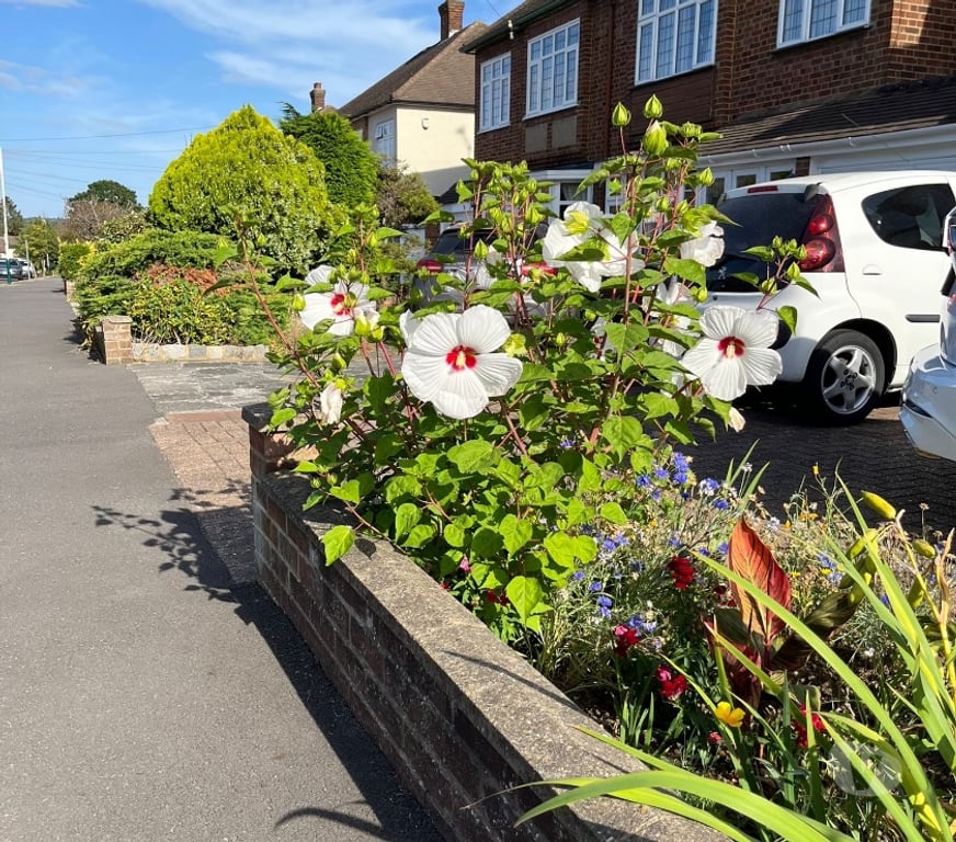 Garden, Outdoor & DIY Barking and Dagenham Romford - Barking and Dagenham - Photos for Hardy marsh hibiscus