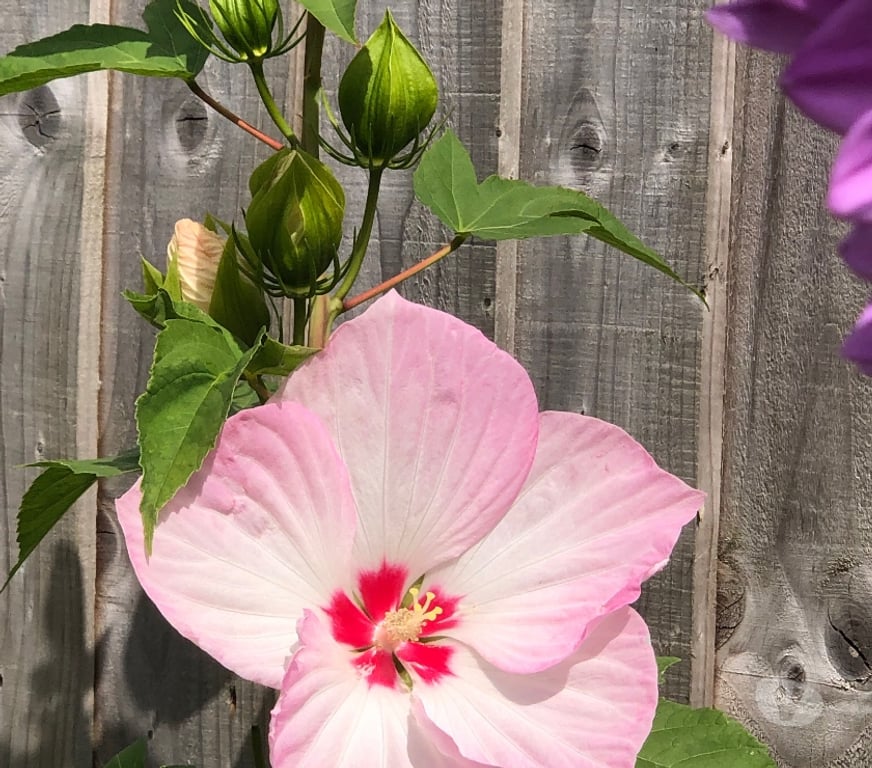 Garden, Outdoor & DIY Barking and Dagenham Romford - Barking and Dagenham - Photos for Hardy marsh hibiscus