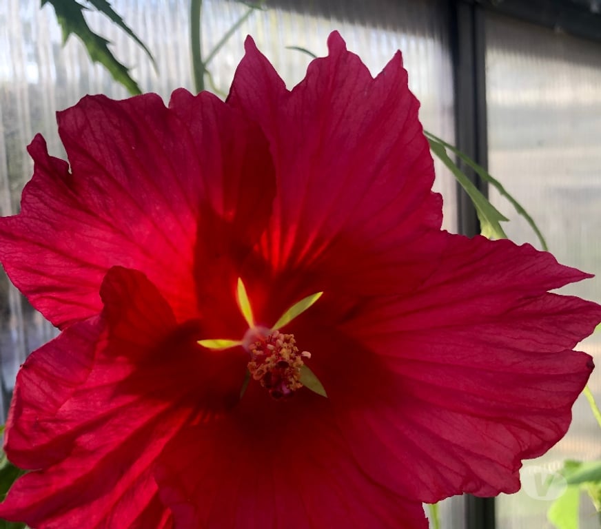 Garden, Outdoor & DIY Barking and Dagenham Romford - Barking and Dagenham - Photos for Hardy marsh hibiscus