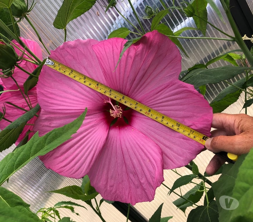 Garden, Outdoor & DIY Barking and Dagenham Romford - Barking and Dagenham - Photos for Hardy marsh hibiscus