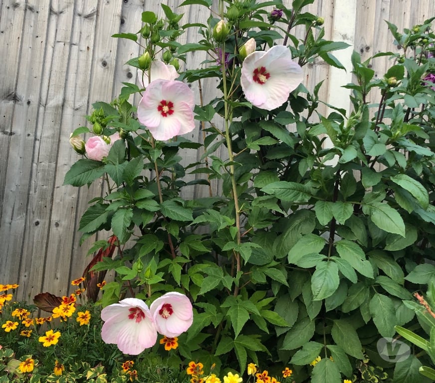Garden, Outdoor & DIY Barking and Dagenham Romford - Barking and Dagenham - Photos for Hardy marsh hibiscus