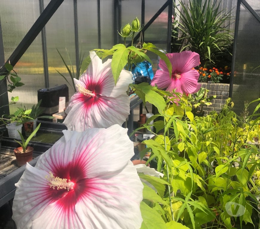 Garden, Outdoor & DIY Barking and Dagenham Romford - Barking and Dagenham - Photos for Hardy marsh hibiscus