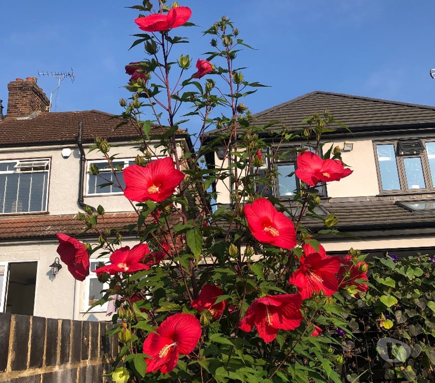 Garden, Outdoor & DIY Barking and Dagenham Romford - Barking and Dagenham - Photos for Hardy marsh hibiscus