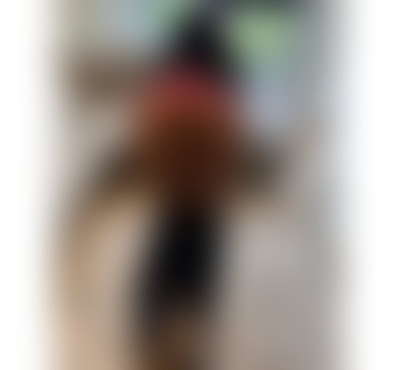 Escorts West London Hounslow - Photos for DIANA PARTYGIRL NEW IN TOWN 🎉✨