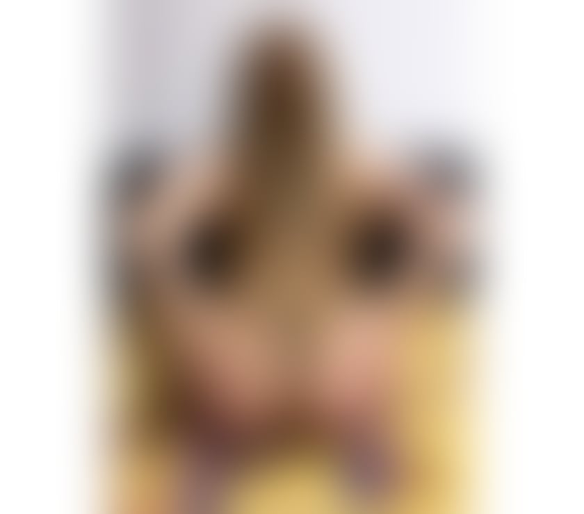 Escorts South Lanarkshire Hamilton - South Lanarkshire - Photos for Hello I’m Amelia sexy sweet and beautiful girl xx