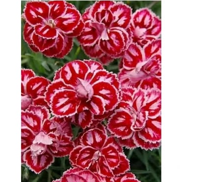 Full body massage Blackburn Blackburn with Darwen - Photos for Thai massage blackburn by poppy