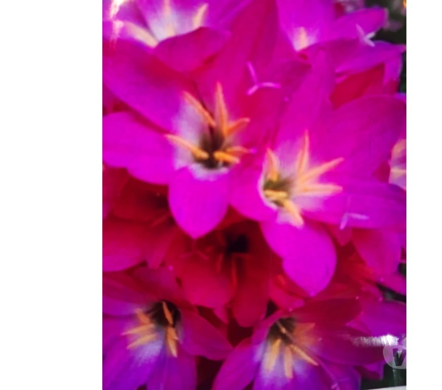 Full body massage Lancashire Blackburn with Darwen - Photos for Thai massage by poppy blackburn