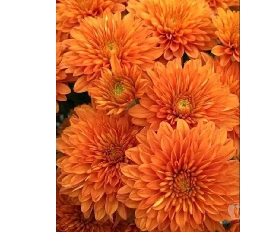 Full body massage Lancashire Blackburn with Darwen - Photos for Thai massage by poppy blackburn