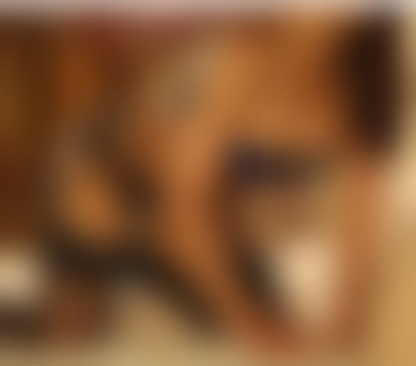 Escorts Windsor and Maidenhead Waltham Saint Lawrence - Windsor and Maidenhead - Photos for Beautiful Black Escort And Masseuse In Waltham St Lawrence