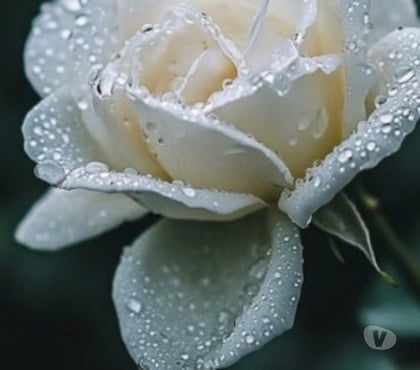 Escorts Richmond Richmond upon Thames - Photos for Full Oil Body Massage by Stella