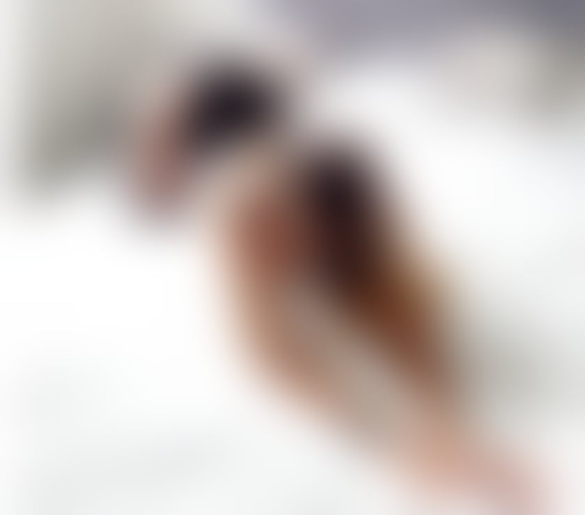 Trans Escorts West Midlands Walsall - Photos for NATASHA TS ONLY OUTCALLS PARTY