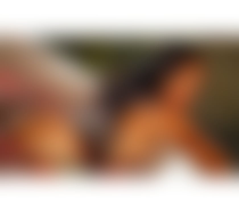 Trans Escorts West Yorkshire Leeds - Photos for Amanda TS XL🍆 party 07990 305034