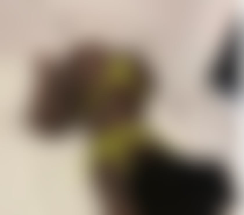 Escorts Nottinghamshire Nottingham - Photos for Kiara The MouthMachine