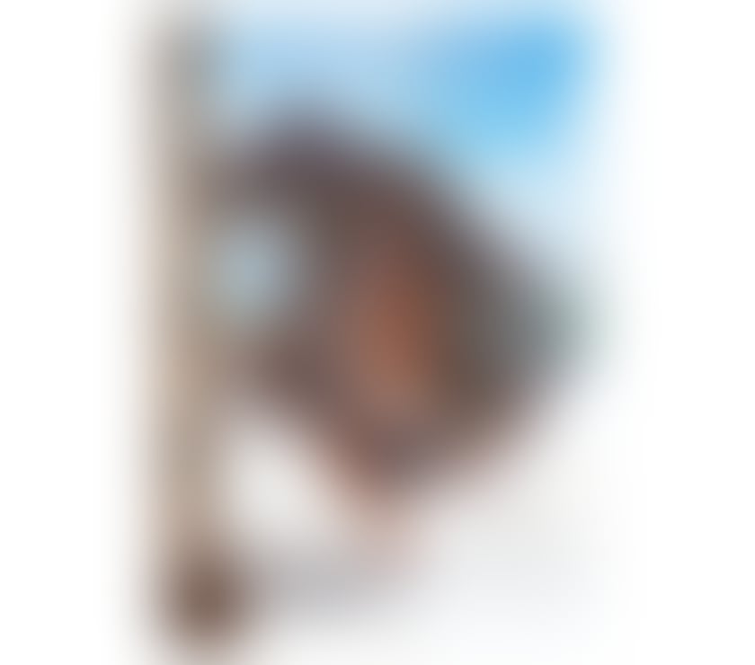 🔥 NEW 😈 LEXA 🔥 BRAZILIAN TS GIRL 😈