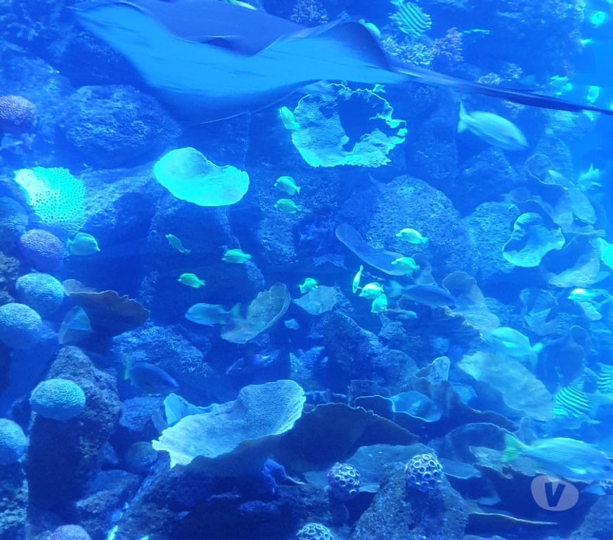 Escorts Dorset Bournemouth, Christchurch and Poole - Photos for Jackiela holistic massage